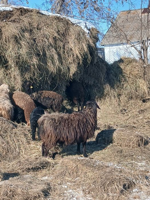 Семіз қой сатылады