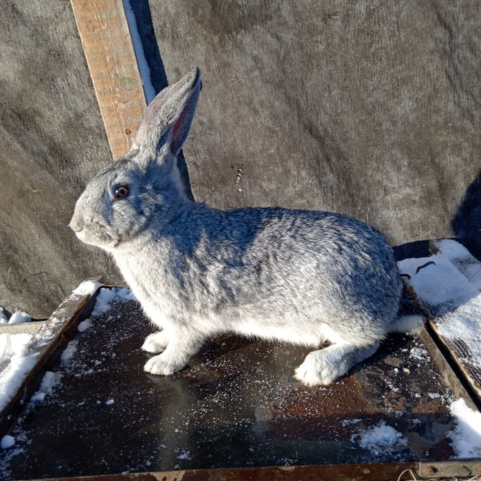 Продам крола и кролиху