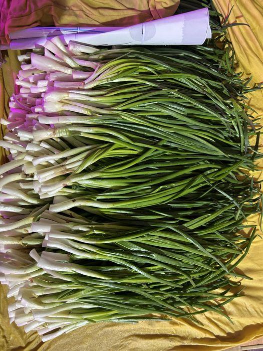 Продам Лук зеленый