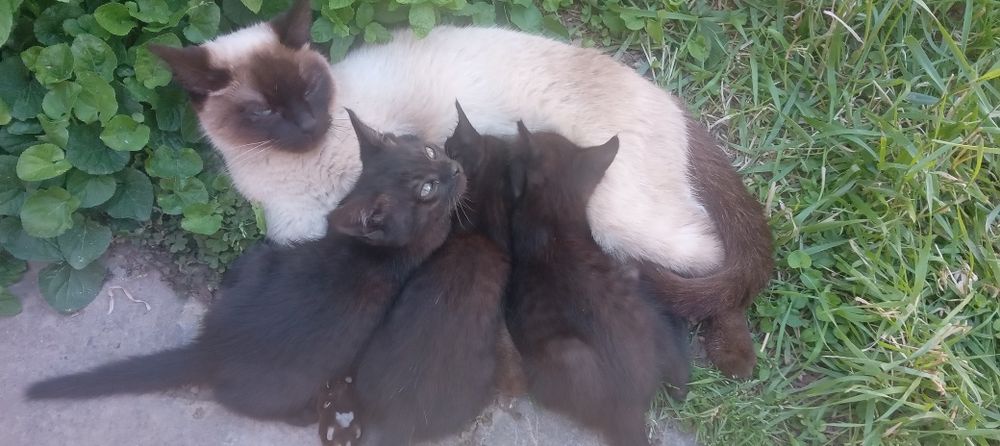 Отдам даром котенков