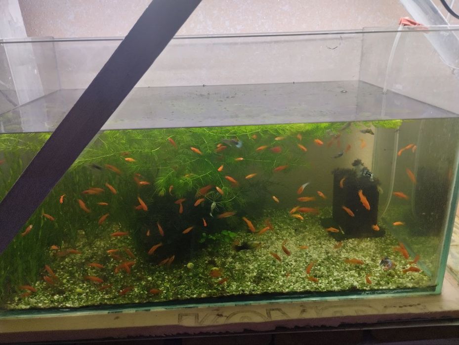 Мечинос баликлари сотилади 6000 сум