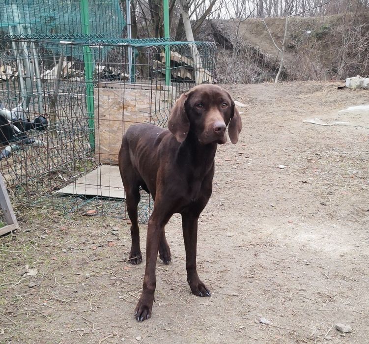 Brac german pentru donație