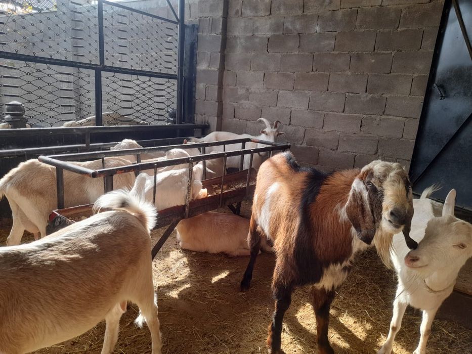 Козье молоко натуральное