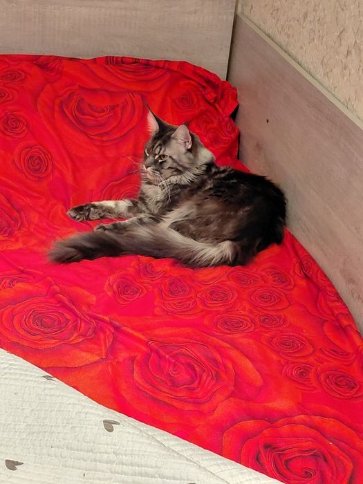 Вязка мальчик Мейн кун