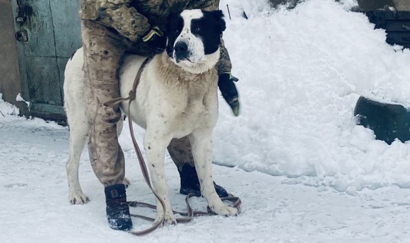 Пррдлооаеться кабель САО