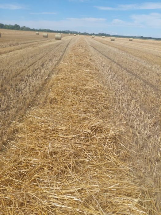 Baloți Paie Grâu