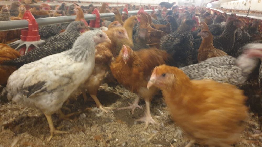 Pui alb de carne și rasa mixta