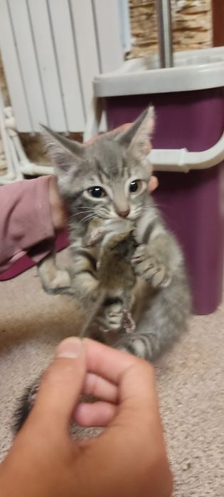 Котята, девочки в хорошие руки