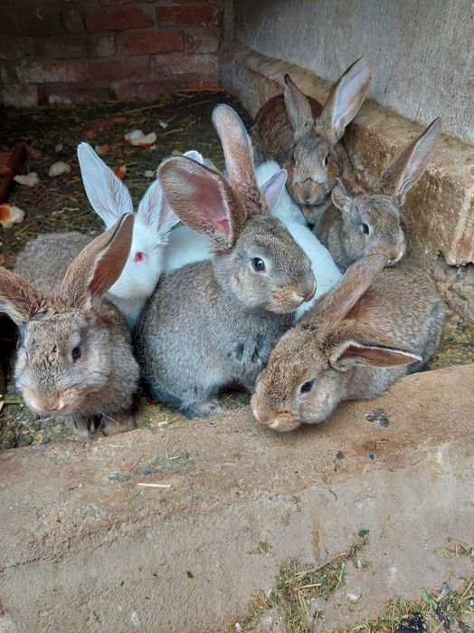 Vând iepurași Urias German