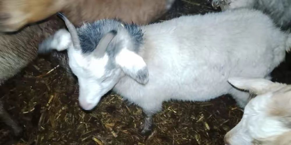 Iede de vânzare  gestante