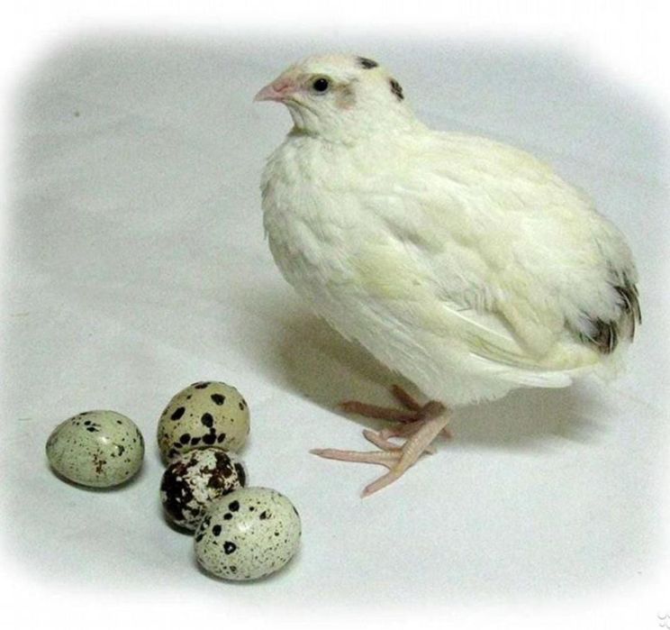 Инкубационное яйцо