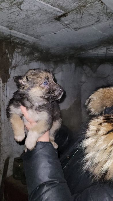 Классные щенки ищут дом и доброго хозяина