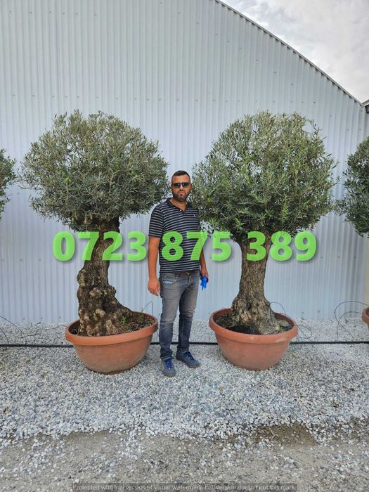 Selecție de Plante de Pepinieră – Vigorozitate și Sănătate Garantată