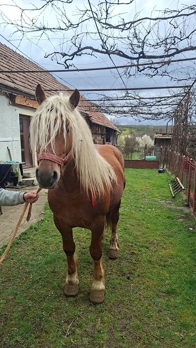 Vand cal de 4 ani castrat