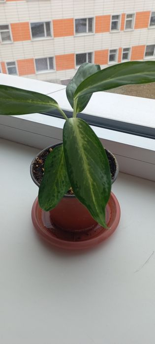 Аглаонема сортовая