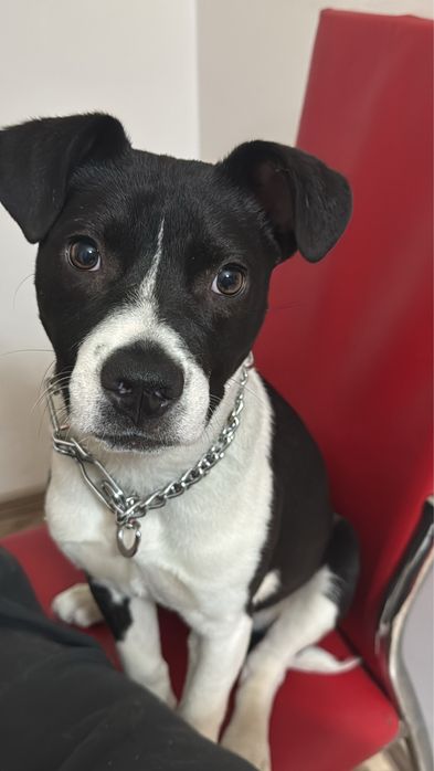 Catelusa spre adoptie responsabila