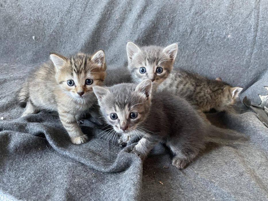 Отдам добрым людям котят