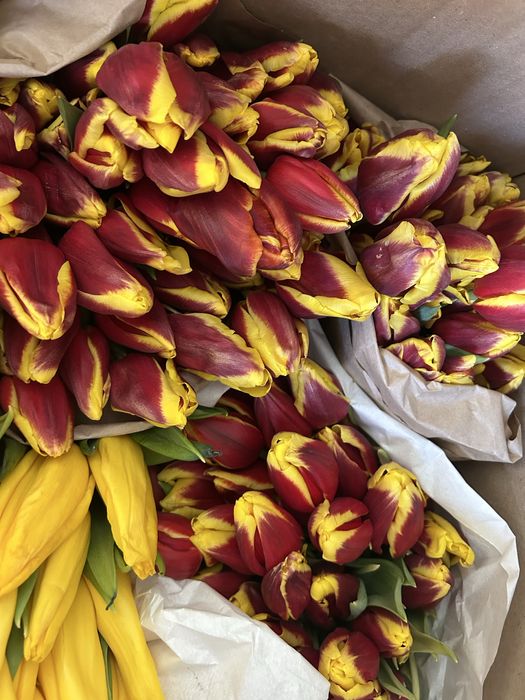 Тюлпаны 1000 тг ден бар