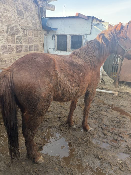 Ат пиштирилген , конь, лошадь