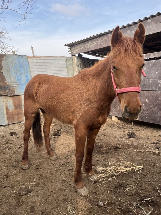 Сатылады 6жасар или обмен 2жабагы