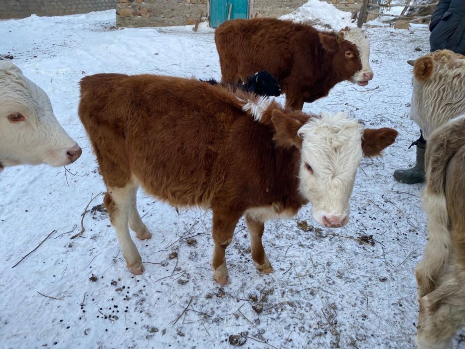 Продаются телята бычки