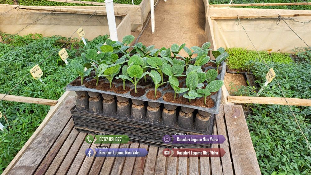 Rasad Rosii Rila, Prekos, Kalina, Ardei, Castraveti | Rasaduri Legume