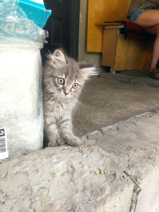 Котёнок, мальчик, 3 мес. Ищет хозяина.