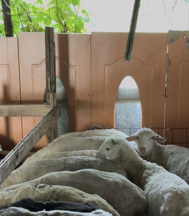 Қой қозы тоқты қошқар