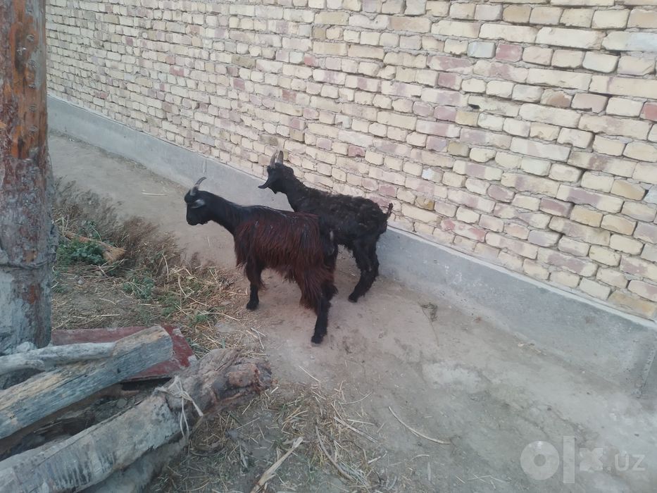 Egizak 6loq sotiladi nar VA moda