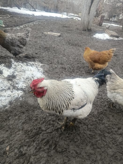 Молодой рабочий пет.