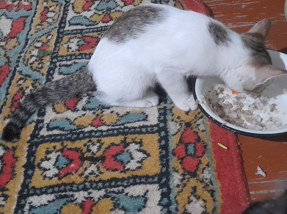 Uch oylik mushukchalar
