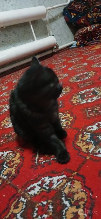 Mushik bereladi bepul