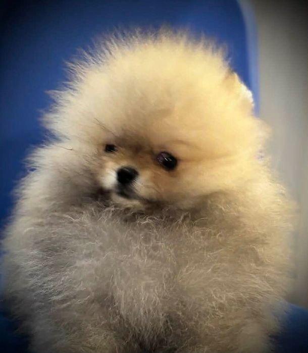 Продавам померан