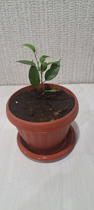 Продам   фикус 800тг