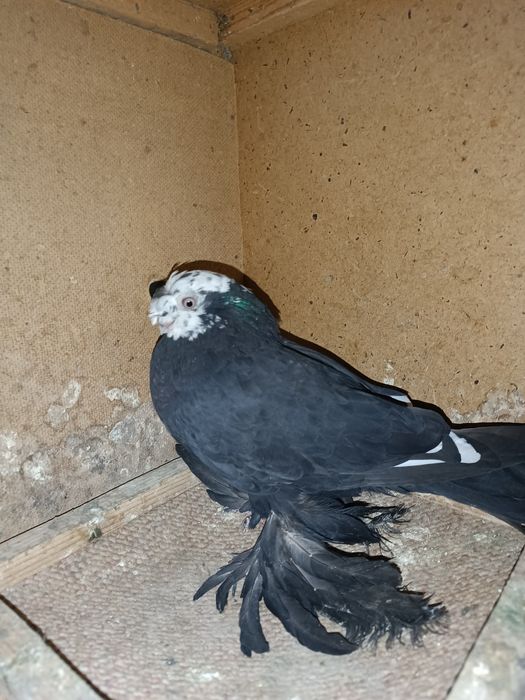 Продаю соч молодой носачубый