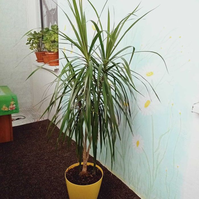 Драцена Маргината