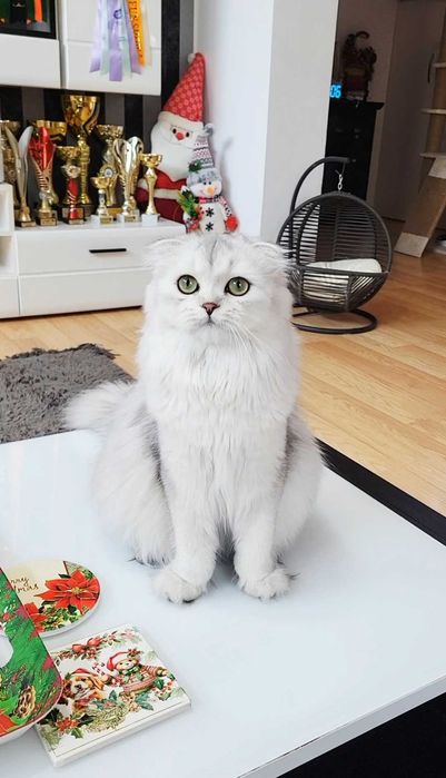 Fetiță Scottish Fold Longhair – pedigree