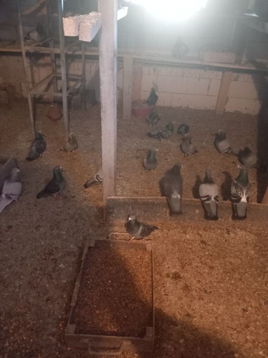 Vànd porumbei voiajori