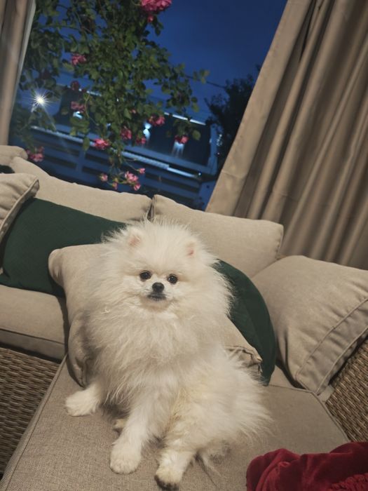 Pomeranian Mascul