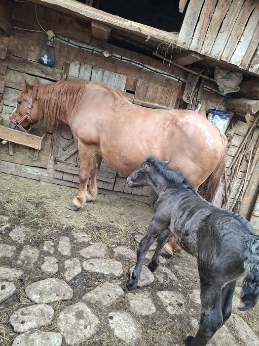 Iapă si mânză de vânzare