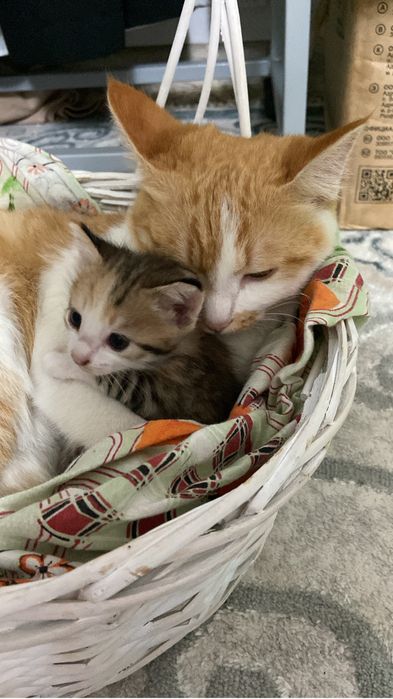 Котенки 1 месяц.