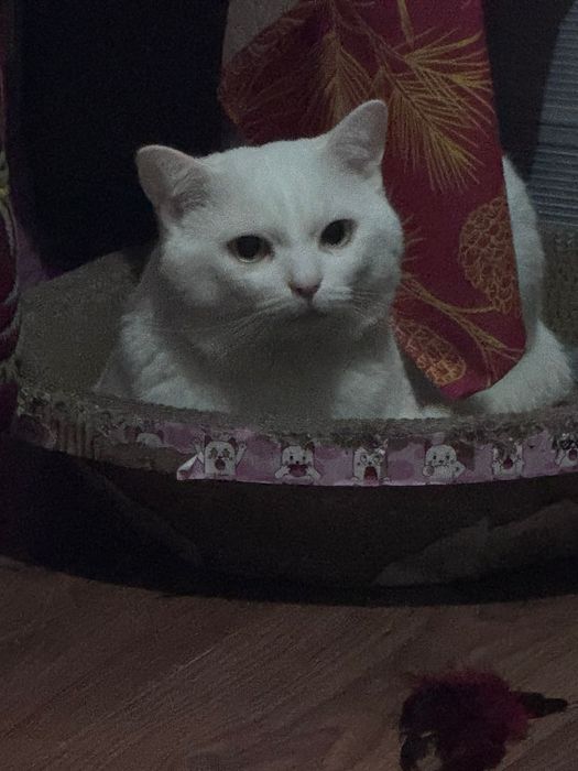 Кот в добрые руки