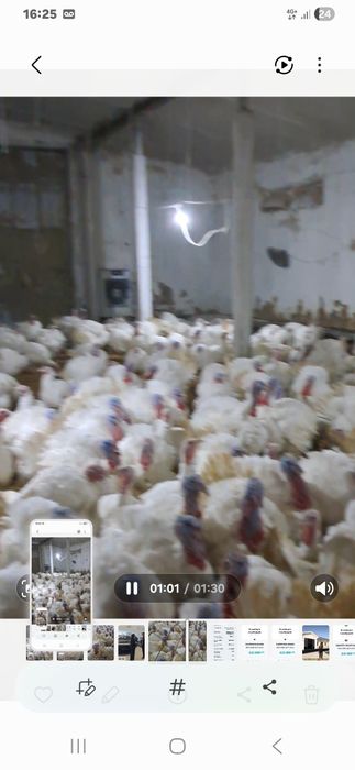 Куркалар сотилади тирик вазнга 45000 сум