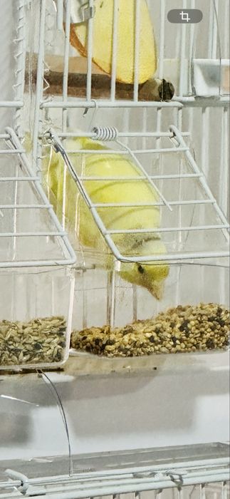 Femela Canari Timbrado