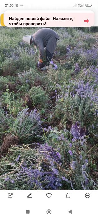 Лаванда,размарин