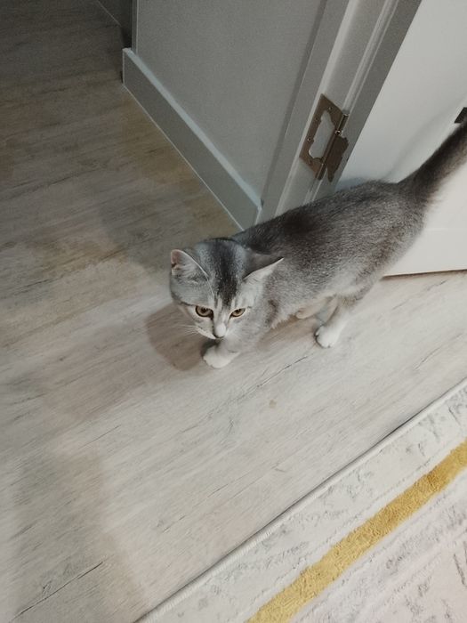 Отдам в хорошие руки