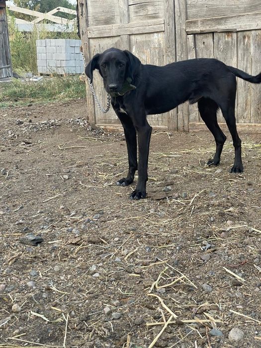 Құмай тазы сатылады