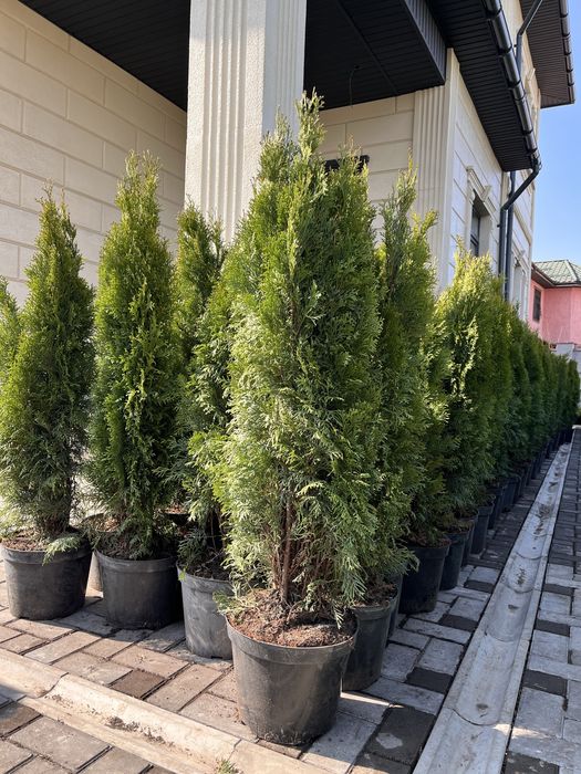 Туя дерево вечнозеленая