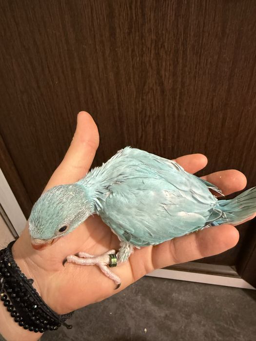 Papagali pui Micul Alexandru Opalin Alexander