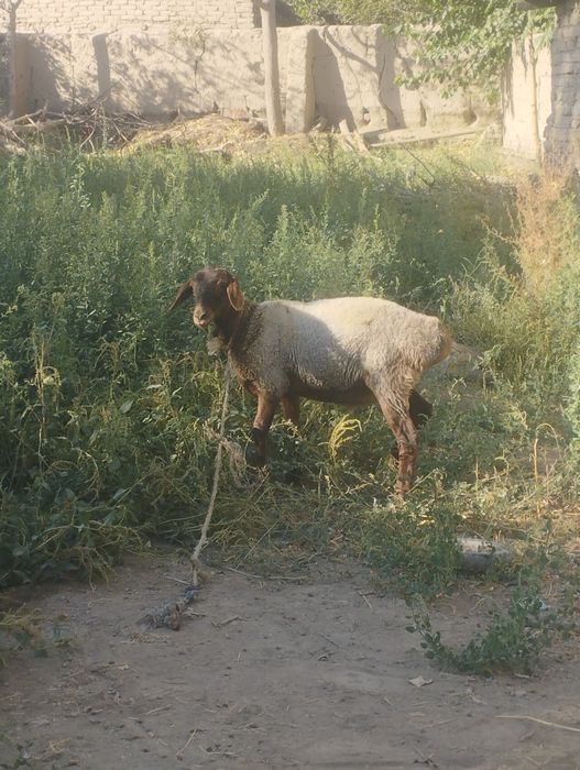 Mana shu quchqor sotiladi